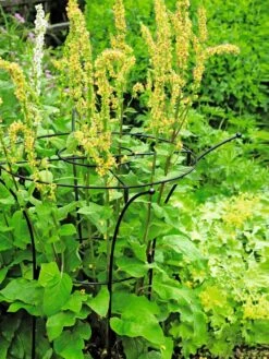 Essex Plant Supports -Garden Tools Shop 37423 200 tif