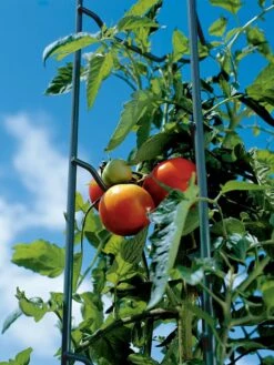 Tomato Ladders, Set Of 3 -Garden Tools Shop 38184 003E tif