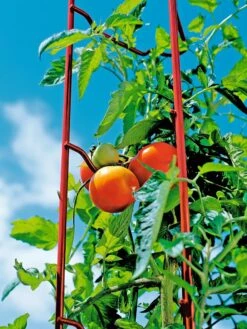 Tomato Ladders, Set Of 3 -Garden Tools Shop 38185 003E tif