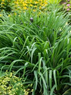 Jardin Bird Cage Support, 26" -Garden Tools Shop 39 521 0073 tif