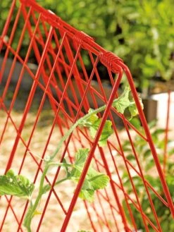 Deluxe Cucumber Trellis -Garden Tools Shop 39806 542 tif