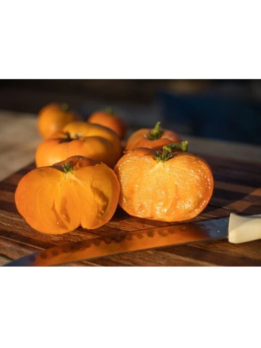 Dwarf Tomato, Uluru Ochre Organic Seeds -Garden Tools Shop 3 4 crop 07755 8613568 WHITE PACK Tomato Uluru Ochre SDSC