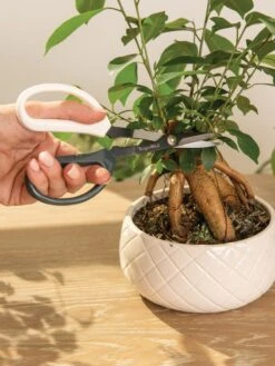 Japanese Pruning Scisssors -Garden Tools Shop 3 4 crop 8612968 0087