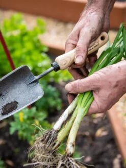 Gardener's Lifetime Trowel -Garden Tools Shop 8586972 3286 tif