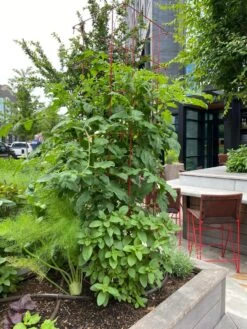 Tomato Towers, Set Of 2 6 Tomato Towers, Set Of 2 -Garden Tools Shop 8587041 01IN tif