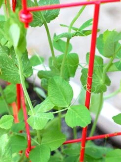 Tall Expandable Pea Trellis -Garden Tools Shop 8587061 101 tif 1