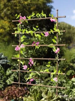 Jardin Ladder Trellis -Garden Tools Shop 8587107 083 tif