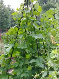 Titan Teepee Trellis -Garden Tools Shop 8595757 01EMP tif