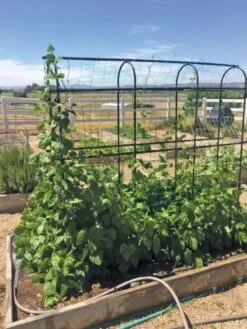 Titan Pea Tunnel -Garden Tools Shop 8596275 01CUST tif