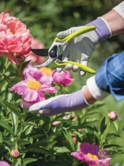 Gardener's Pro Pruner #2 -Garden Tools Shop 8596605 1261 tif