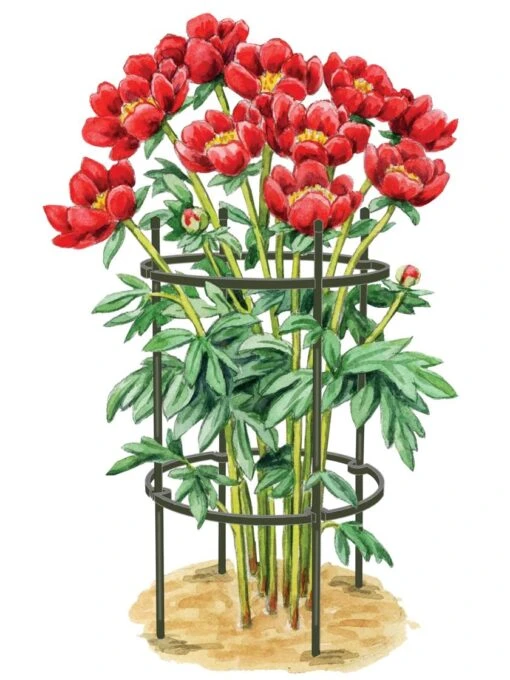 Titan Peony Supports, Medium, Set Of 2 -Garden Tools Shop 8599858 0001 art tif