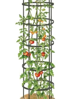 Titan Tall Tomato Cages, Set Of 3 9 Titan Tall Tomato Cages, Set Of 3 -Garden Tools Shop 8599860 0002 art tif