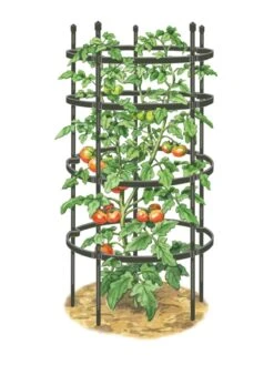 Titan Tomato Cages, Set Of 3 -Garden Tools Shop 8599861 0001 art tif