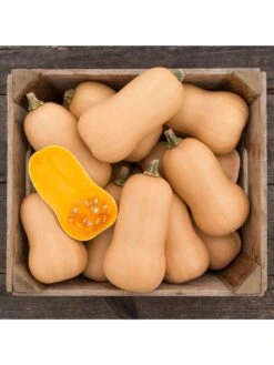 Brulee Butternut Squash Organic Seeds -Garden Tools Shop 8599867 01v