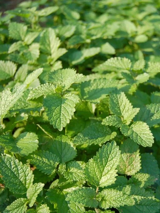 Lemon Balm Organic Seeds -Garden Tools Shop 8599880 01V tif