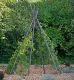 Annabel Tipi Trellis -Garden Tools Shop 8600521 07V jpg