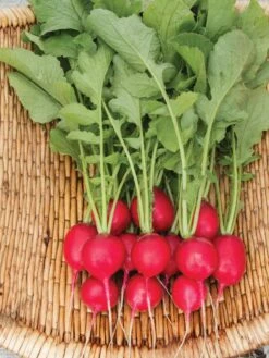 Family Garden Organic Seed Collection, Set Of 7 12 Family Garden Organic Seed Collection, Set Of 7 -Garden Tools Shop 8610262 Cherry Belle Radish 06V tif