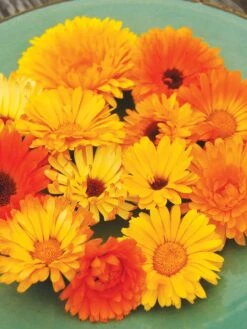 Family Garden Organic Seed Collection, Set Of 7 11 Family Garden Organic Seed Collection, Set Of 7 -Garden Tools Shop 8610262 Pacific Beauty Calendula 07V tif