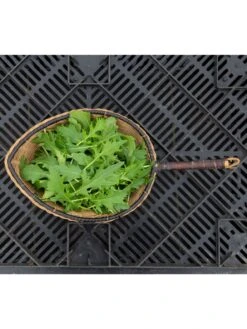 Silk Road Garden Organic Seed Collection, Set Of 6 7 Silk Road Garden Organic Seed Collection, Set Of 6 -Garden Tools Shop 8610264 mizuna babyleaf 01v