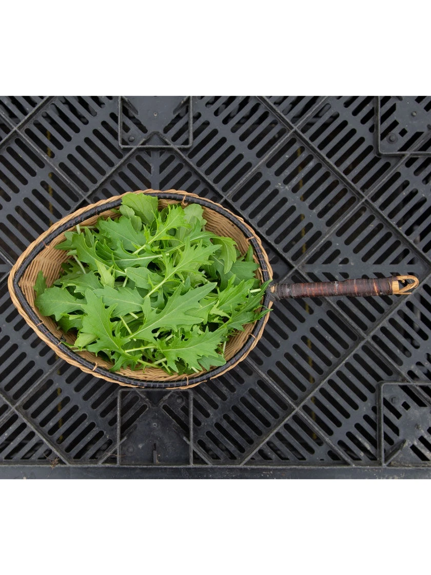 Silk Road Garden Organic Seed Collection, Set Of 6 3 Silk Road Garden Organic Seed Collection, Set Of 6 - Image 3