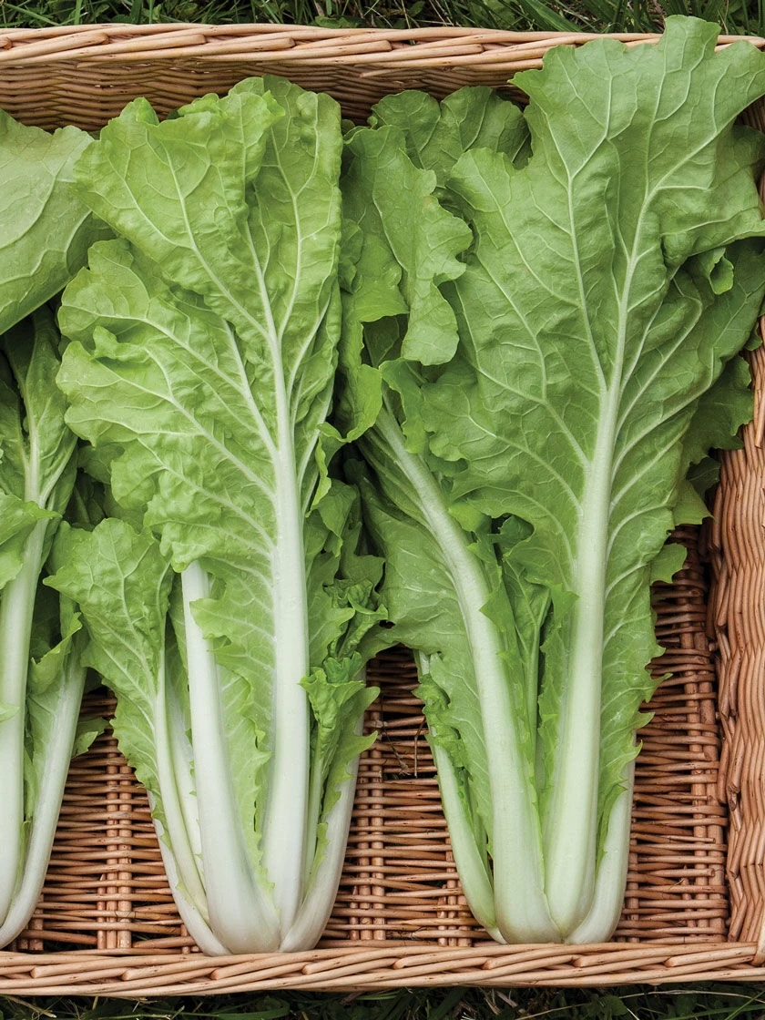 Silk Road Garden Organic Seed Collection, Set Of 6 4 Silk Road Garden Organic Seed Collection, Set Of 6 - Image 4