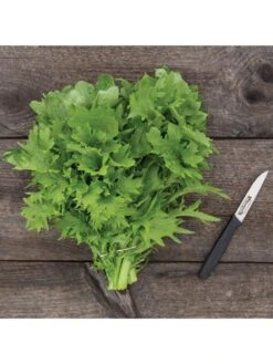Wasabina Mustard Greens Organic Seeds -Garden Tools Shop 8610264 wasabina mustard 04v