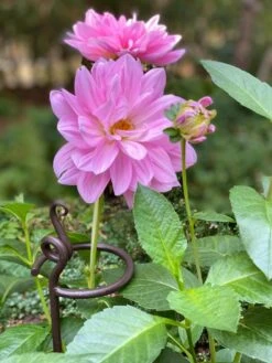 Arden Single Stem Supports, Set Of 2 7 Arden Single Stem Supports, Set Of 2 -Garden Tools Shop 8610375 5703 tif