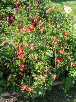 Parasol Plant Supports, Set Of 3 -Garden Tools Shop 8611129 050 tif