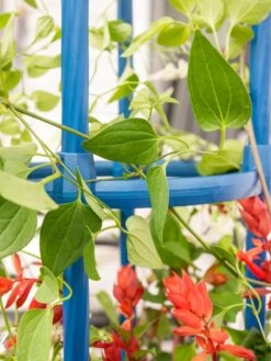 Fleur De Lis Obelisk, 67" 7 Fleur De Lis Obelisk, 67" -Garden Tools Shop 8611663 0607 tif