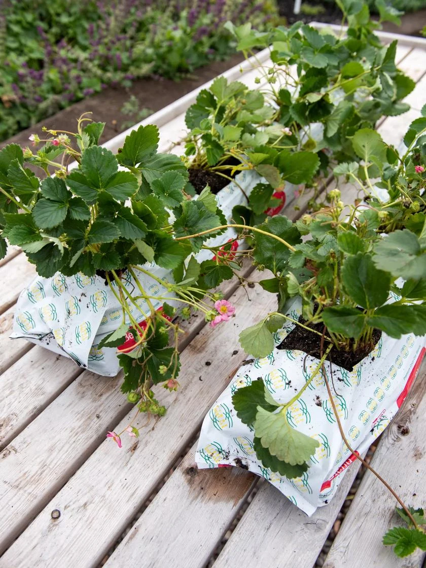 Berry Blend Coir Grow Bag, Set Of 2 2 Berry Blend Coir Grow Bag, Set Of 2 - Image 2