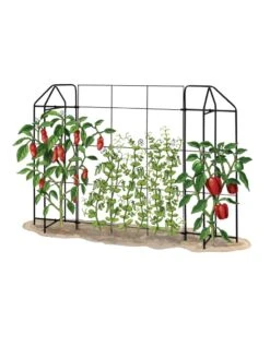 Zenith Trellis 6 Zenith Trellis -Garden Tools Shop 8612035 art tif