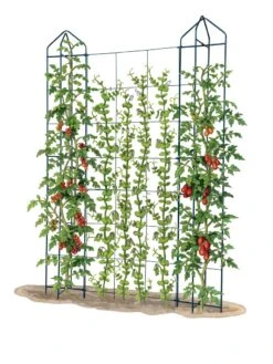 Zenith Trellis 7 Zenith Trellis -Garden Tools Shop 8612036 art tif