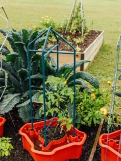 Deluxe Tomato Halos, Set Of 2 -Garden Tools Shop 8612045 221 tif