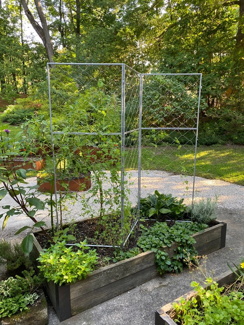 Chicken Wire Pea Trellis 1 Chicken Wire Pea Trellis