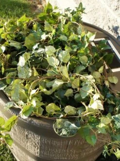 Round Rain Barrel With Planter, 35 Gallons 10 Round Rain Barrel With Planter, 35 Gallons -Garden Tools Shop 8612856WALNT 03V tif