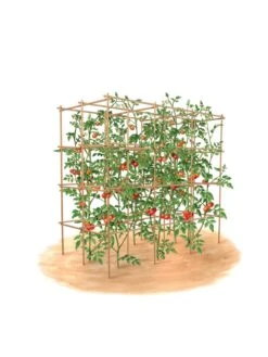 Tomato Six Pack Support -Garden Tools Shop 8613143 art flat