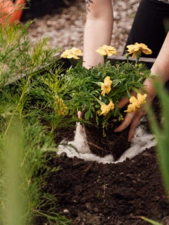 Hortiwool ®, 5 Pad Pack -Garden Tools Shop 8613263 12v