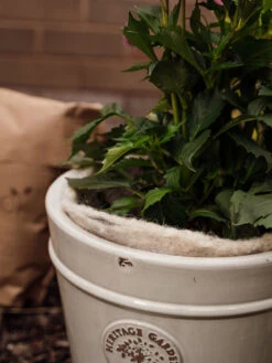 Hortiwool ®, 5 Pad Pack -Garden Tools Shop 8613263 17v