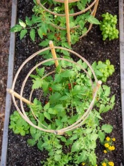 Bamboo Tomato Cages, Set Of 3 -Garden Tools Shop 8613426 6921