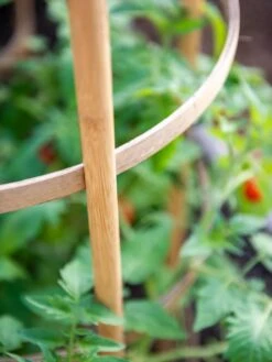 Bamboo Tomato Cages, Set Of 3 -Garden Tools Shop 8613426 6924