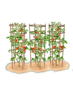 Bamboo Tomato Cages, Set Of 3 -Garden Tools Shop 8613426 art
