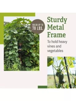 Titan Squash Tunnel -Garden Tools Shop B07932DMCR plantsupport benefits 2