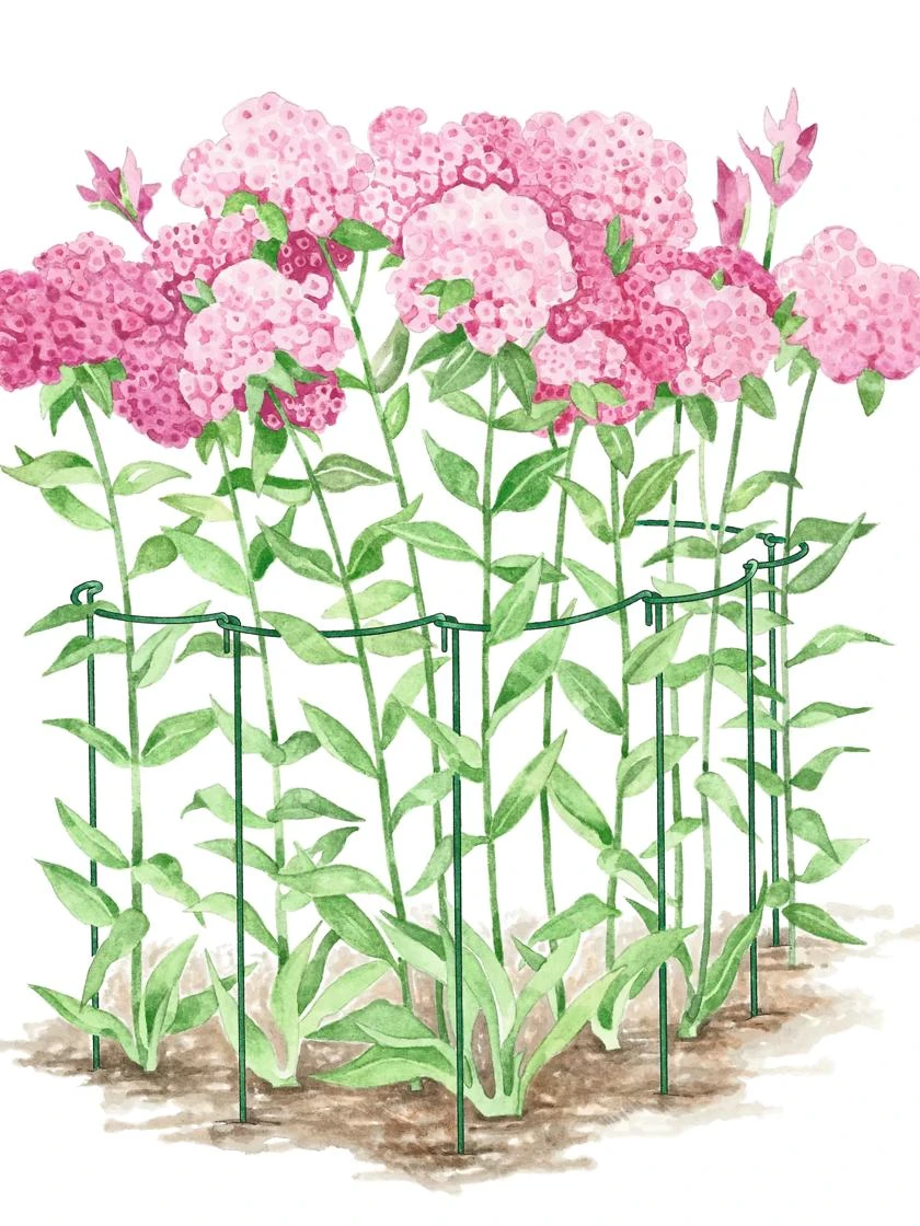 Curved Linking Stakes 2 Curved Linking Stakes - Image 2