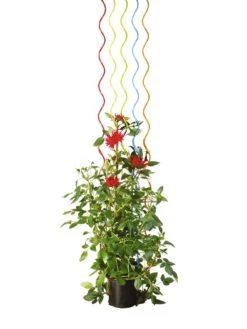 Rainbow Spiral Supports, Set Of 5 -Garden Tools Shop GS36377 03S tif