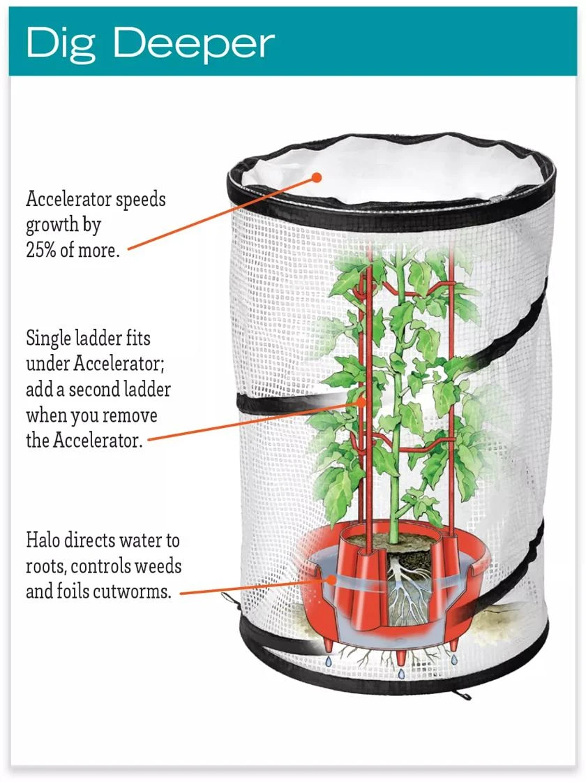 Tomato TLC Kits, Set Of 3 5 Tomato TLC Kits, Set Of 3 - Image 5